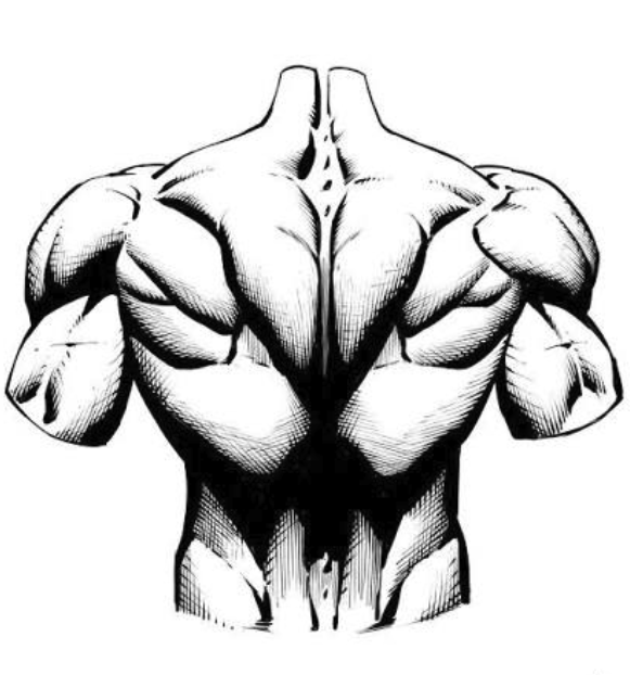 Ink study of a strong back and shoulders